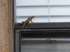 Sceloporus occidentalis