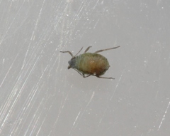 Clypeoaphis suaedae
