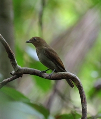 Brown-Winged Schiffornis photo 3