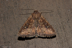 Ichneutica morosa