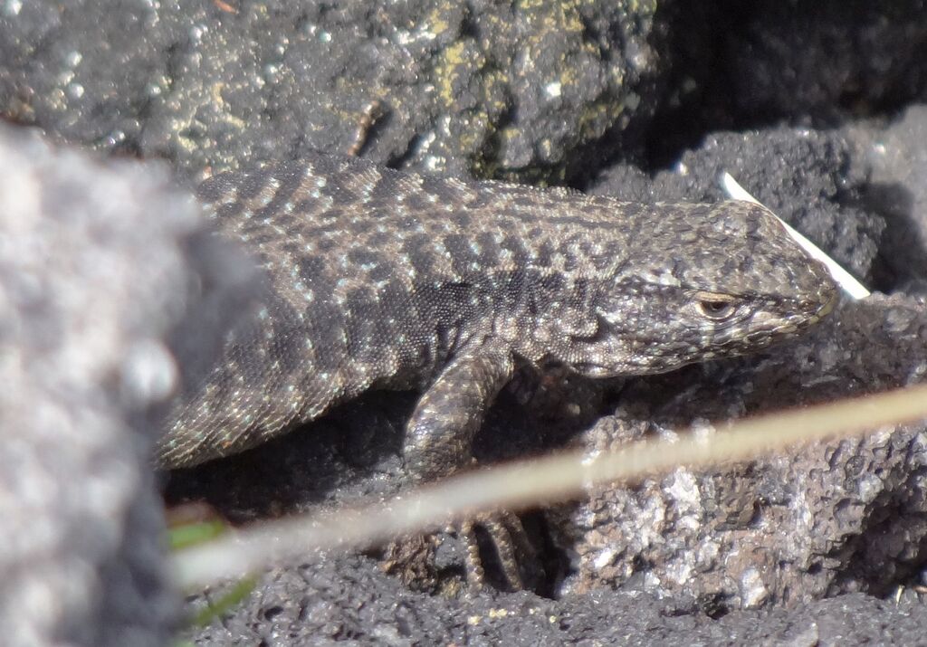 Villarica Tree Iguana