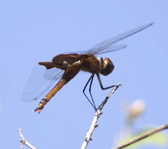 Tramea carolina