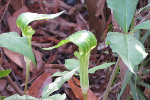 Arisaema triphyllum image