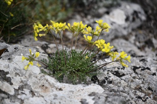 Alpine Cabbage (Brassica repanda)