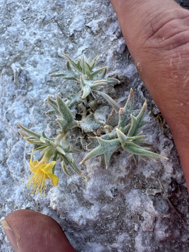Torrey's blazing star (Mentzelia torreyi)