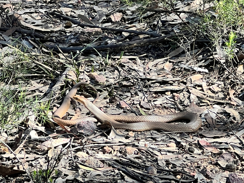 Eastern Brown Snake sighting