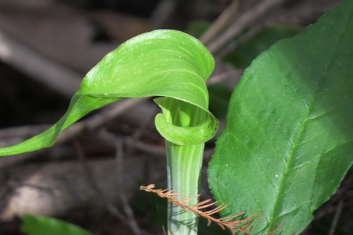 Arisaema triphyllum image