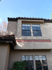 Sceloporus occidentalis