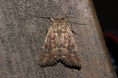 Ichneutica morosa