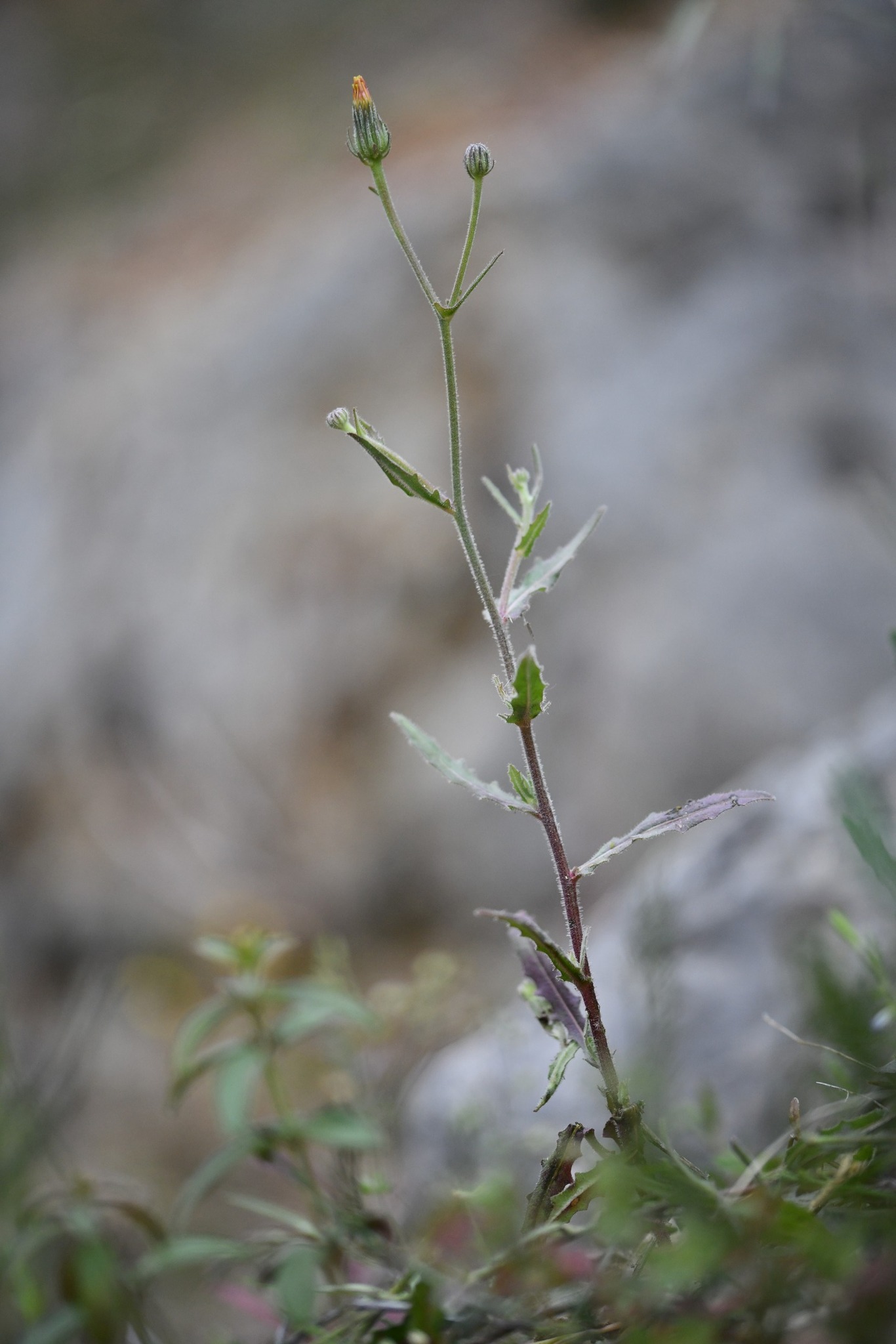 Small-Flowered Ox-Tongue (Picris pauciflora)