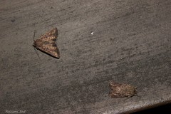 Ichneutica morosa