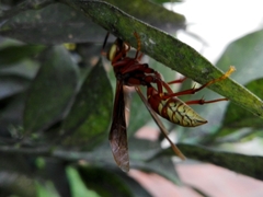 Polistes cavapyta