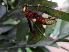 Polistes cavapyta