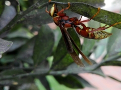 Polistes cavapyta