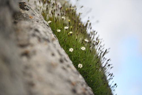 Silene saxifraga, photograph 5