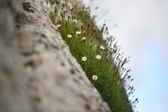 Silene saxifraga, photograph Flavien Saboureau, CC BY, iNaturalist via GBIF