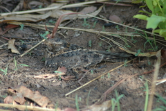 Caprimulgus longipennis