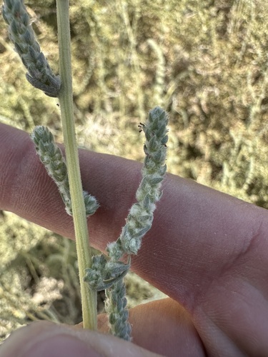 Fivehorn smotherweed (Bassia hyssopifolia)