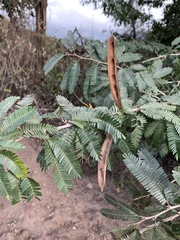 Calliandra magdalenae
