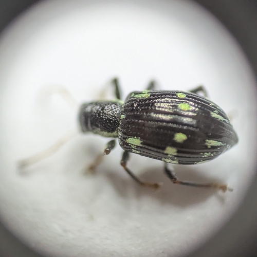 Polydrusus picus