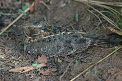 Caprimulgus longipennis