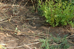 Caprimulgus longipennis