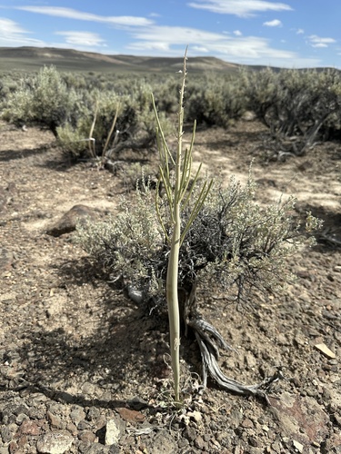 thick-stem wild cabbage (Caulanthus crassicaulis)