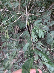 Calliandra magdalenae