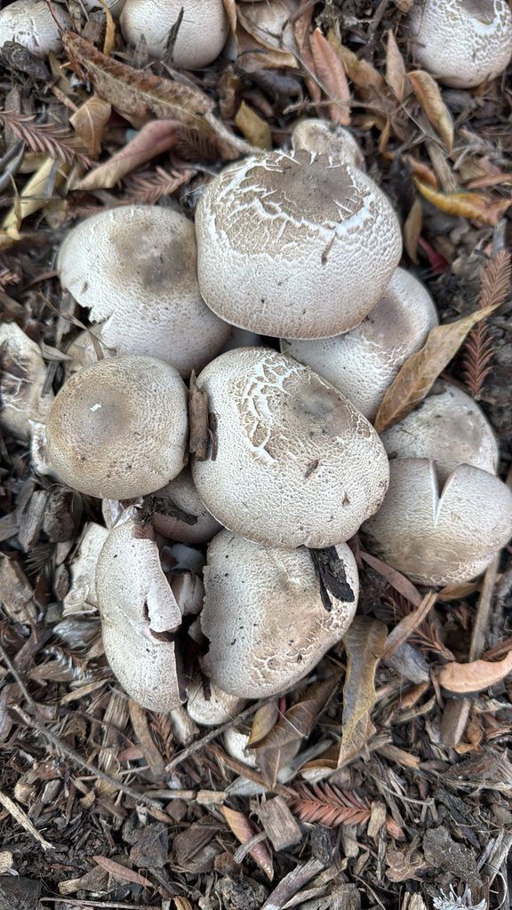 Agaricus deardorffensis · December 2025 · photo: © natureenthusiast_elle (iNaturalist, cc-by-nc)
