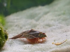 Triops longicaudatus