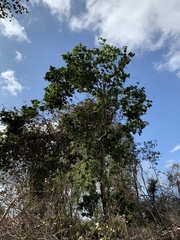 Melicoccus oliviformis