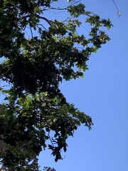 Melicoccus oliviformis