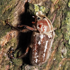 Anoxia orientalis