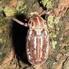 Anoxia orientalis