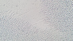 Genea
