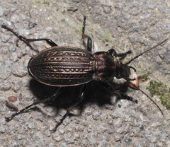 Carabus ulrichii