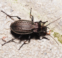 Carabus ulrichii