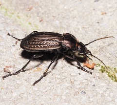 Carabus ulrichii
