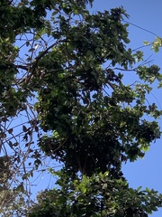 Melicoccus oliviformis