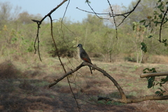 Turtur abyssinicus