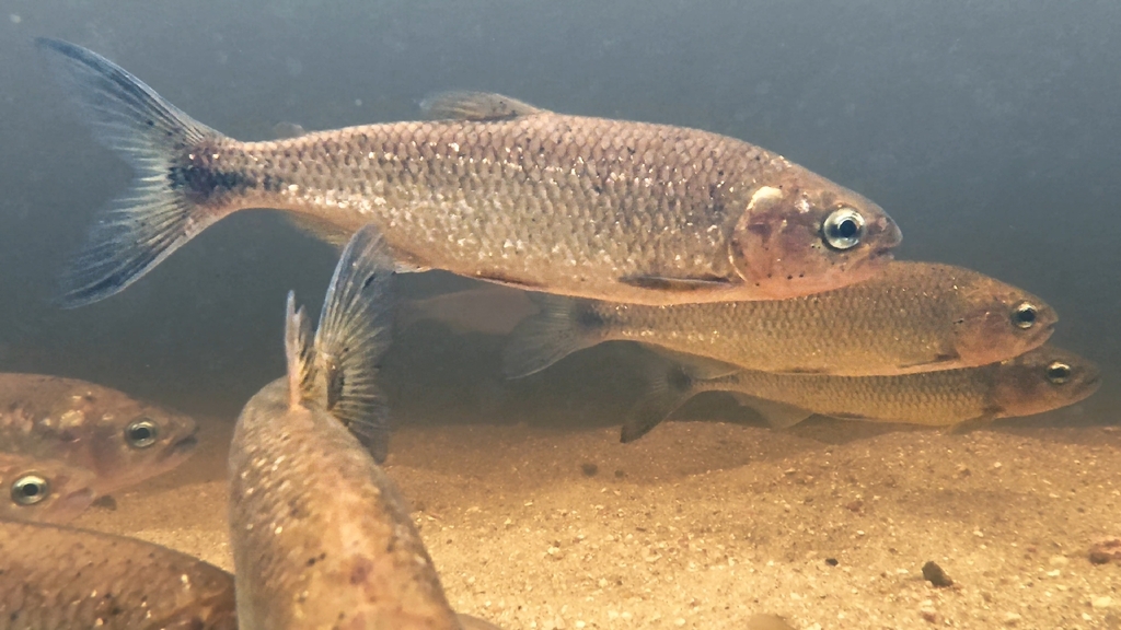 Opaline Brycon