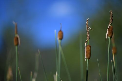 Typha minima, photograph 6