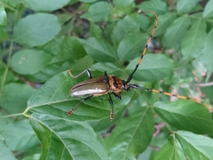 Retrachydes thoracicus