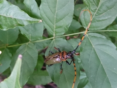 Retrachydes thoracicus