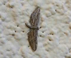 Eupithecia acutipennis