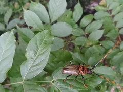 Retrachydes thoracicus