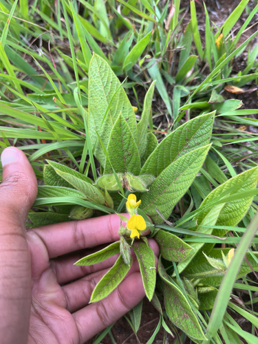 Elliptic Eriosema (Eriosema ellipticifolium)