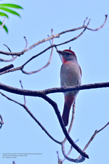 Piranga roseogularis