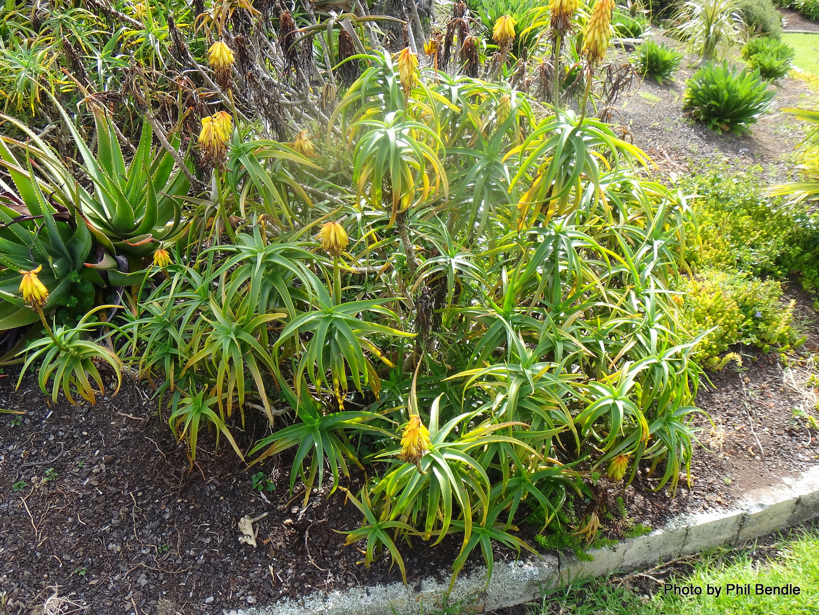 Aloiampelos striatula var. caesia