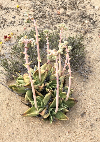 Dudleya acuminata